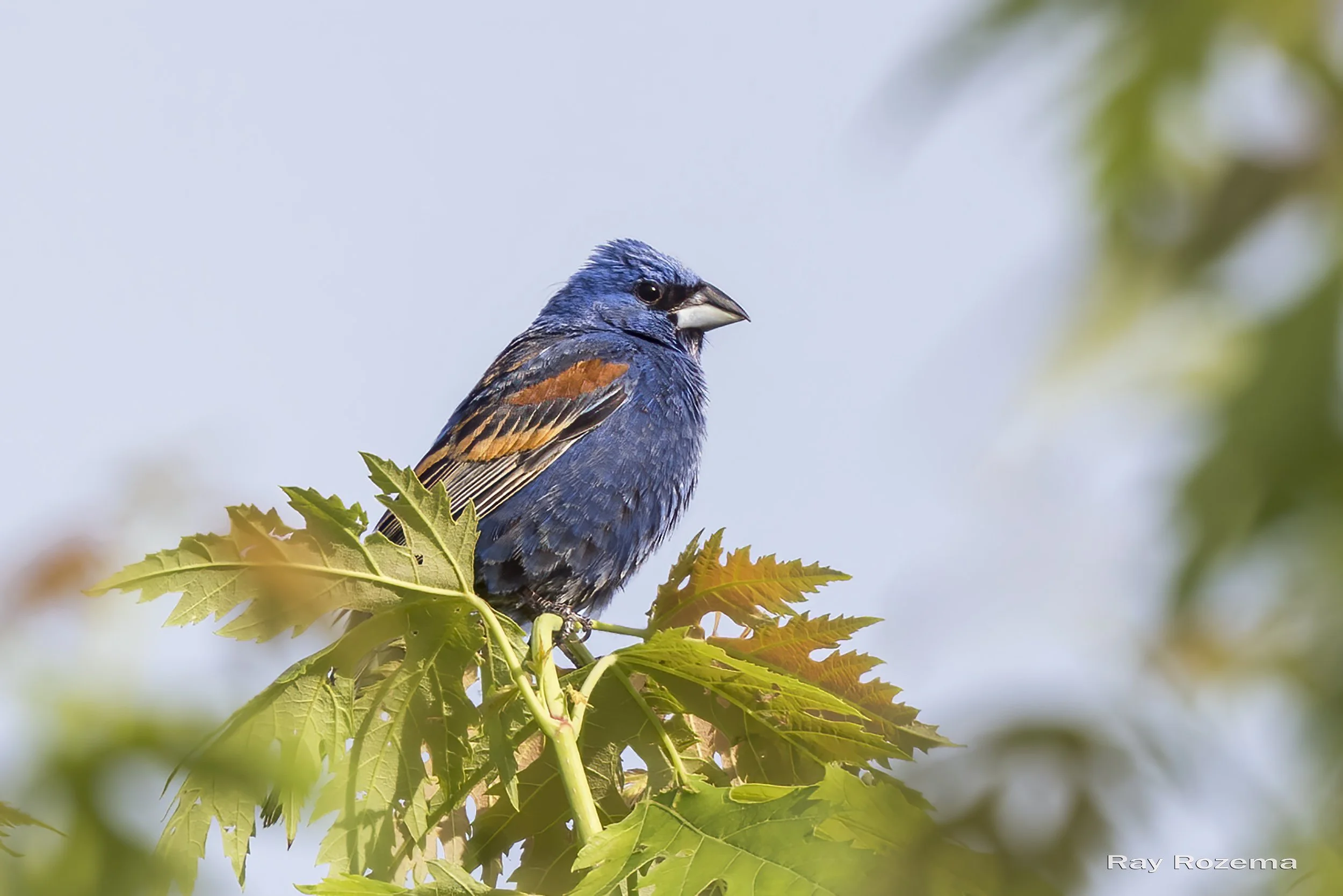 Blue Grosbeak — Sacramento Audubon Society